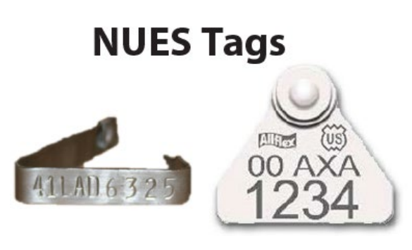 A metal ear tag on the left. On the right, a white ear tag.